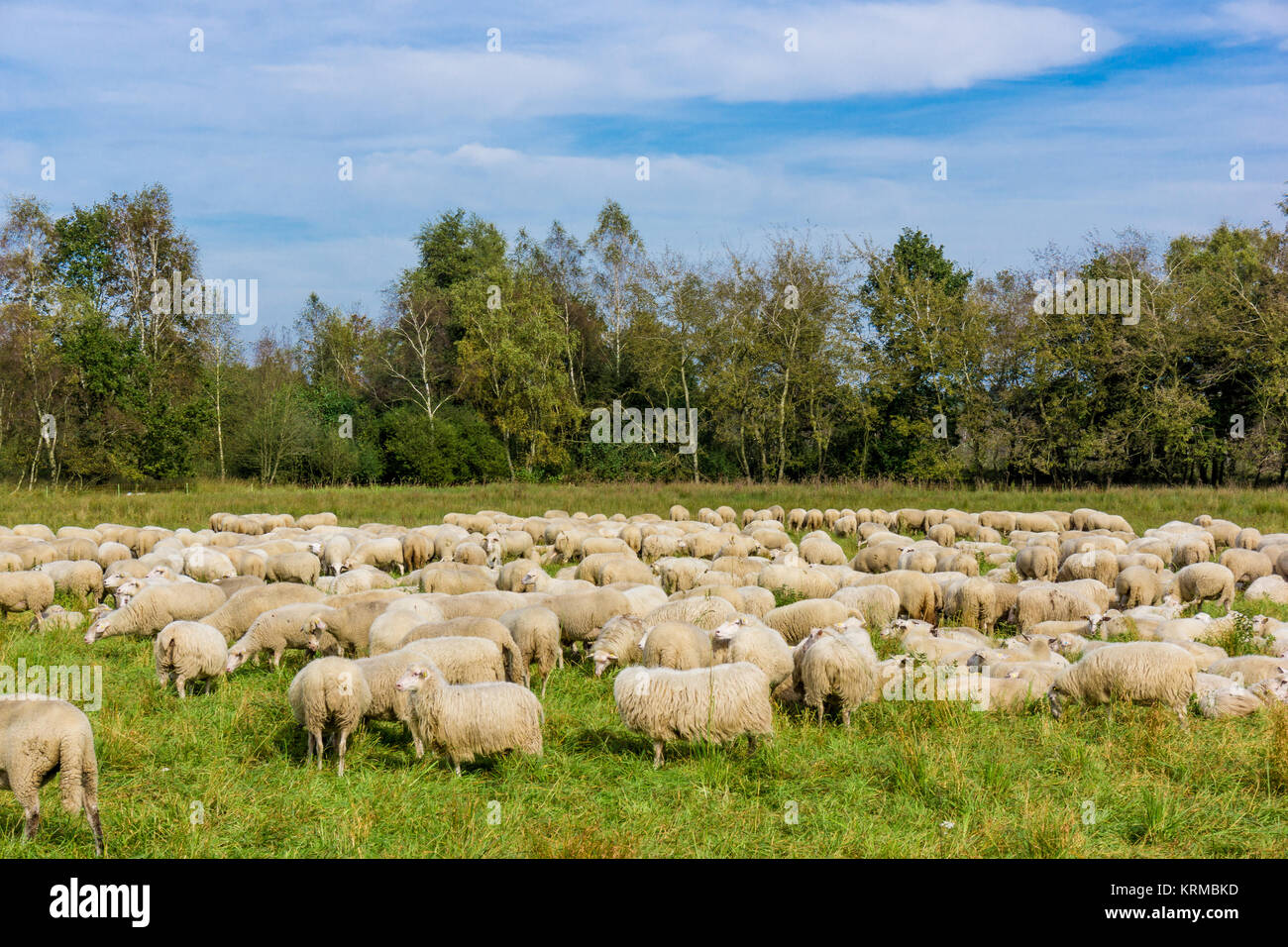 Flock of sheep grazing. sheep in meadow Stock Photo - Alamy