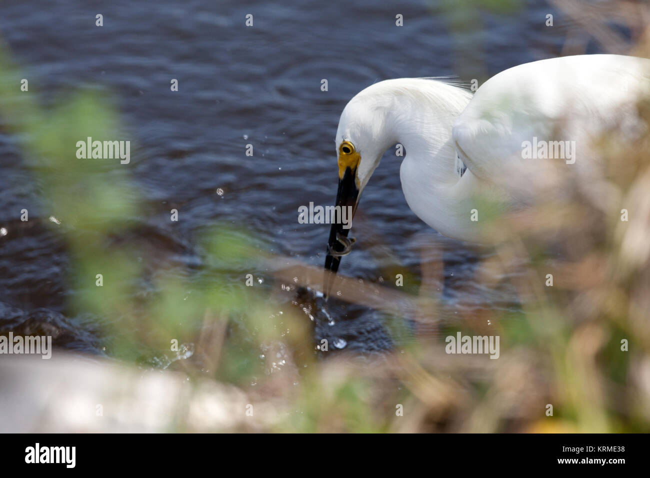 Creative photos of wildlife at the North Wildlife Santuary at Kennedy Space Center (KSC). NASA Kennedy Wildlife - Snowy Egret (2) Stock Photo