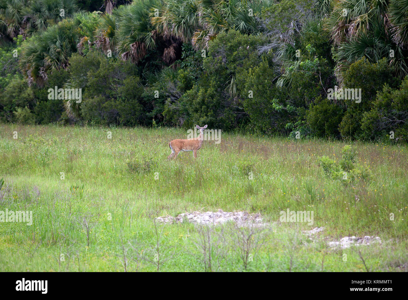 Creative photos of wildlife at Kennedy Space Center. NASA Kennedy Wildlife - A Florida whitetail deer Stock Photo