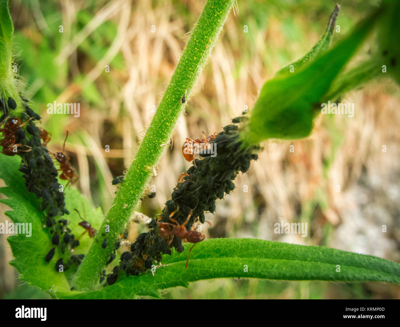 Macro view of black aphids (lat: Aphidoidea) on green plant stem with red ants (lat: Myrmica rubra), which milk the aphids. Stock Photo