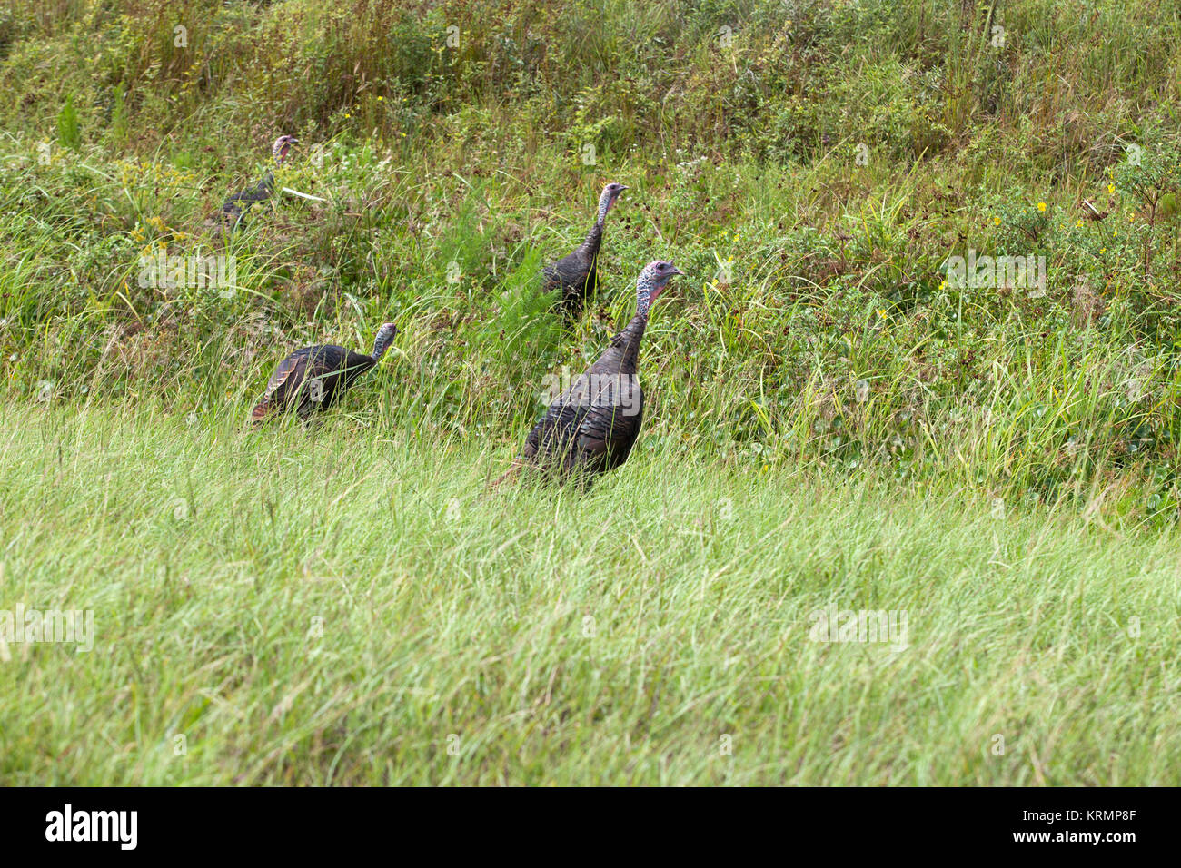 Turkeys Roaming Creative wildlife photography showing wild turkeys roaming Kennedy ...