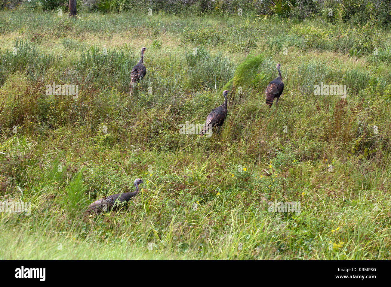 Turkeys Roaming Creative wildlife photography showing wild turkeys roaming Kennedy ...
