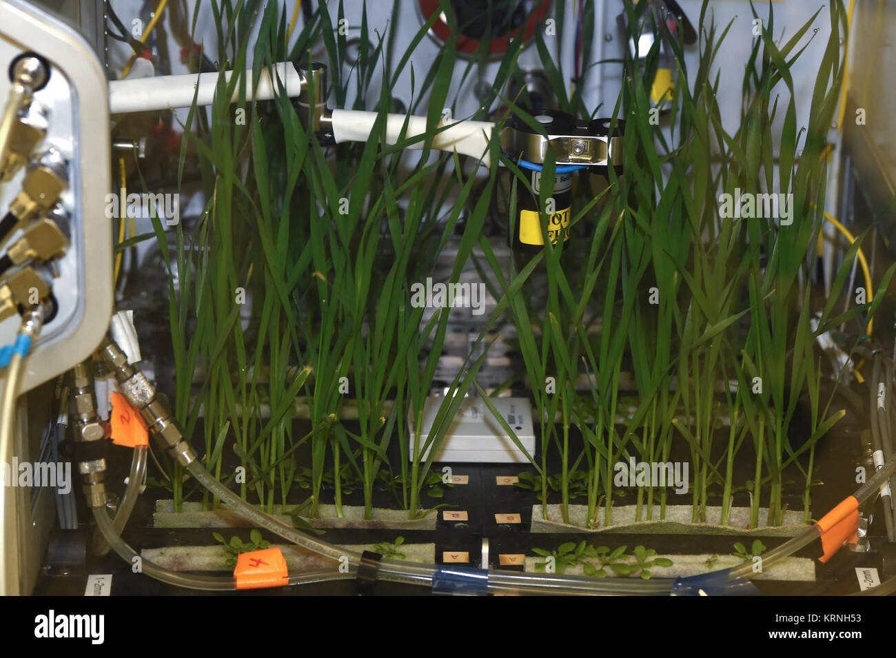 Advanced plant habitat Stock Photo Alamy