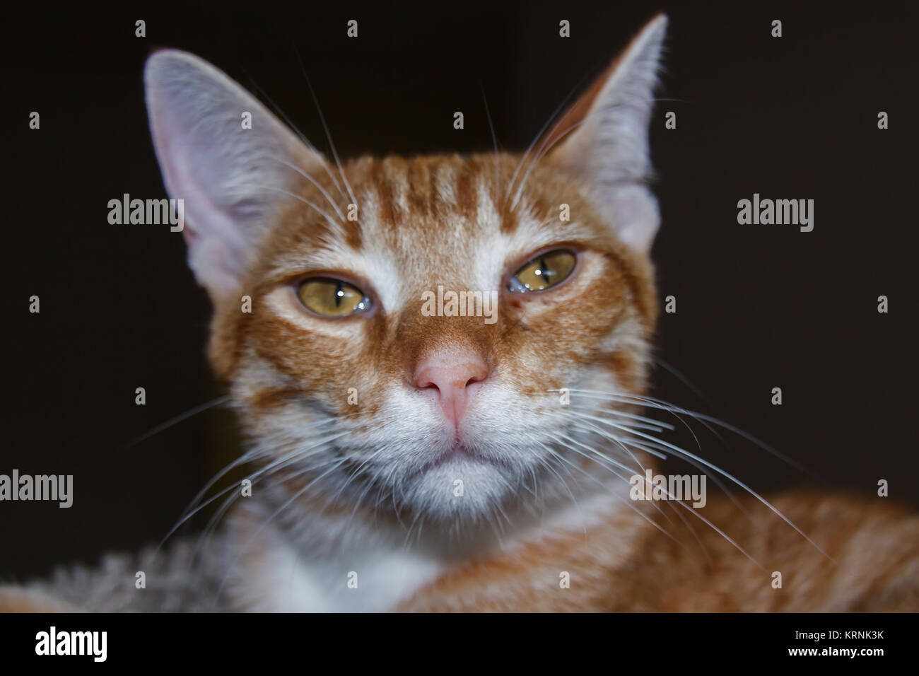 A closeup portrait of a young male tabby cat Stock Photo Alamy