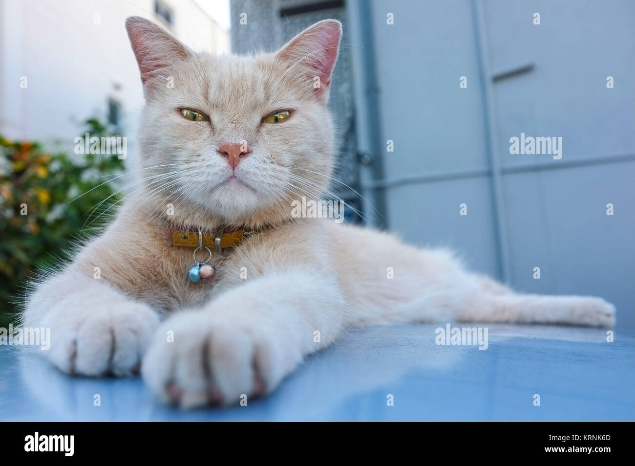 Cat resting on the roof of a car and looking at the camera. Stock Photo