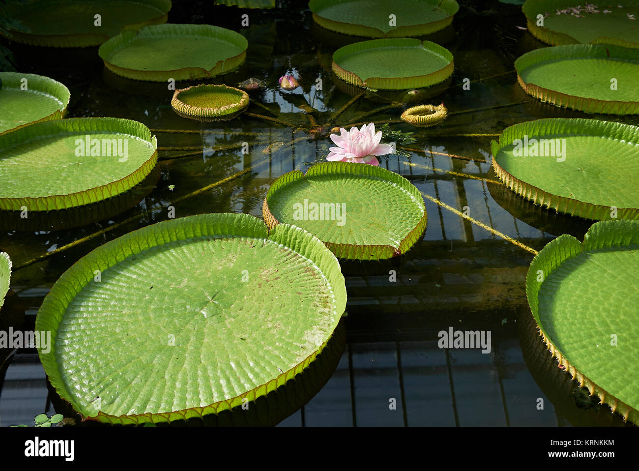 Victoria amazonica Stock Photo