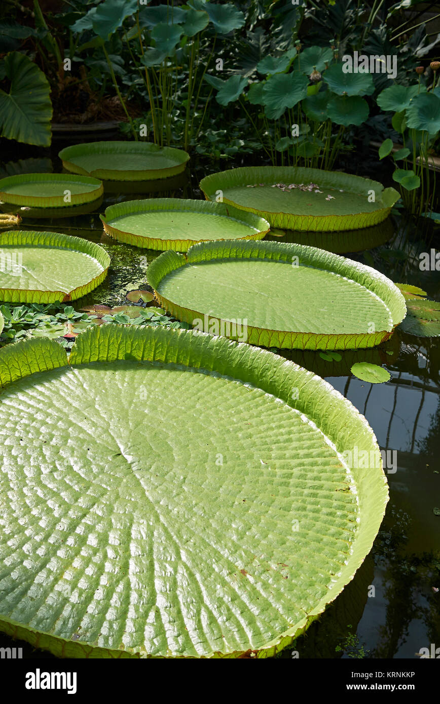 Victoria amazonica Stock Photo