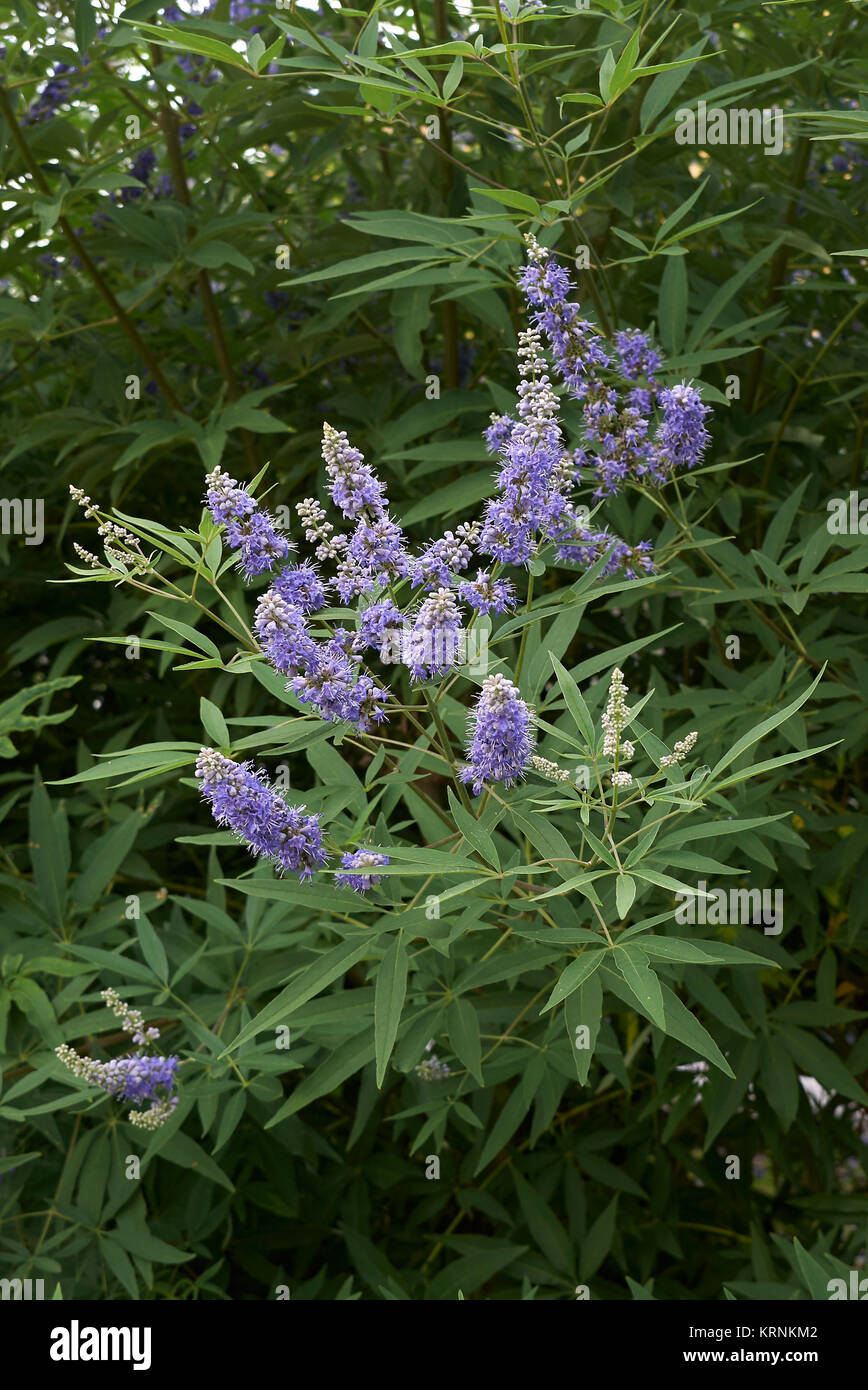 Vitex agnus-castus Stock Photo - Alamy