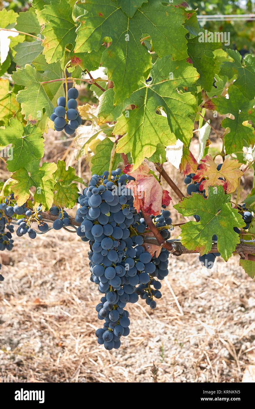 Vitis vinifera Stock Photo