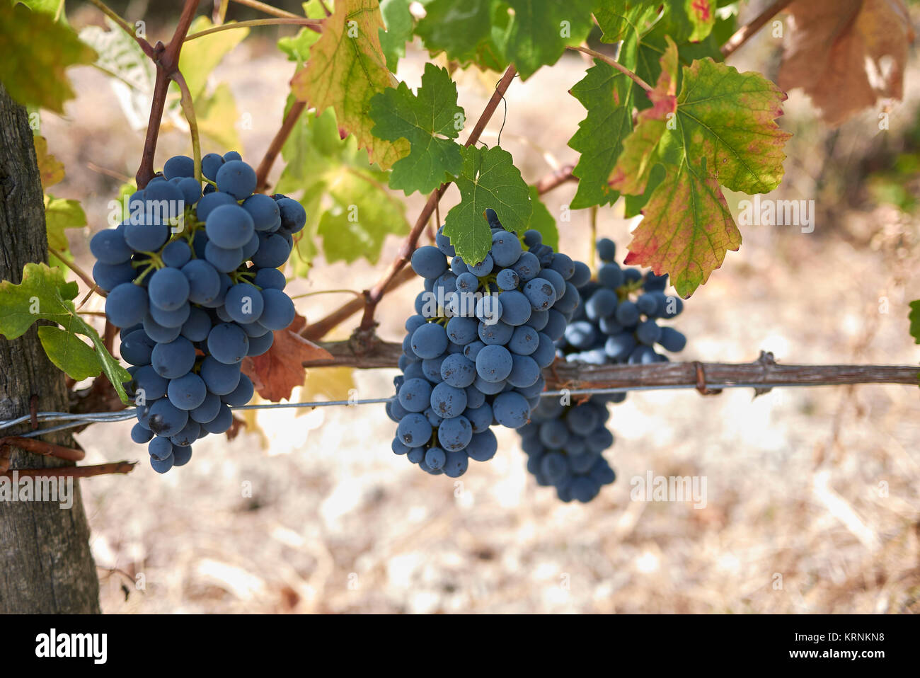 Vitis vinifera Stock Photo