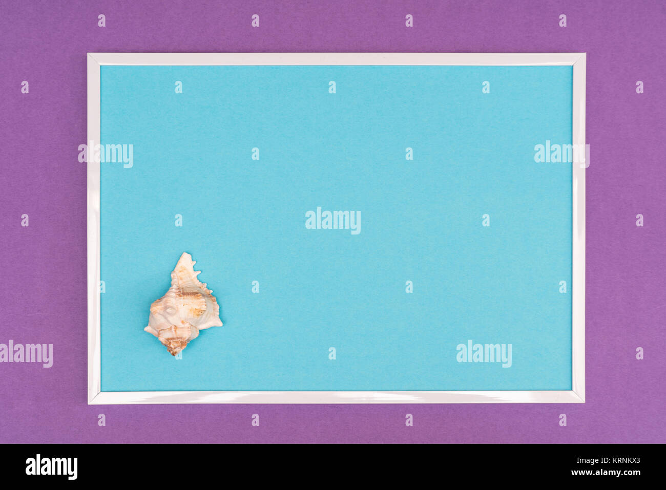 white seashells in a white frame on a colored background Stock Photo