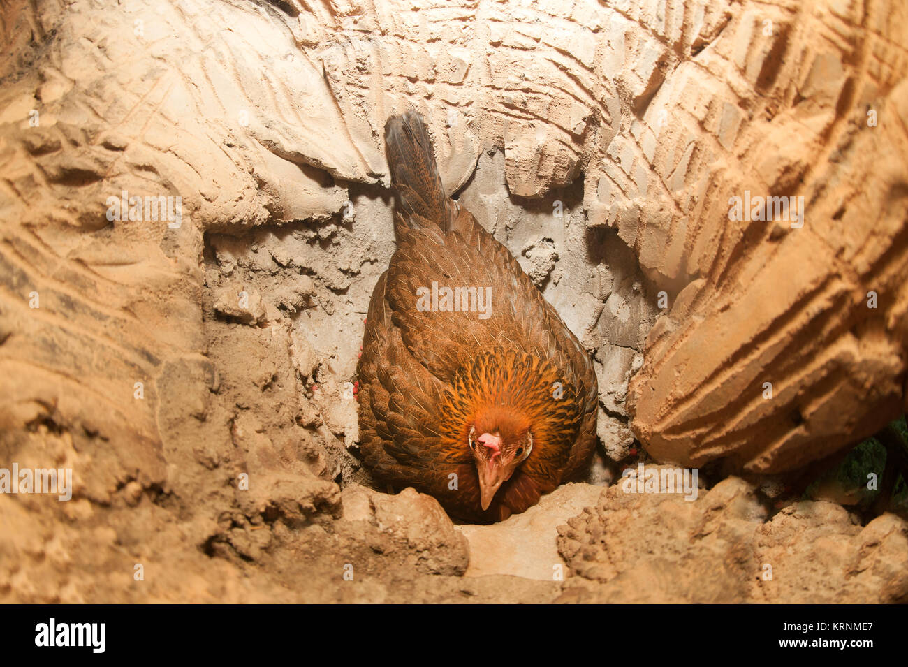 Red Jungle Fowl Hatching Eggs In A Hollow Nest Stock Photo Alamy