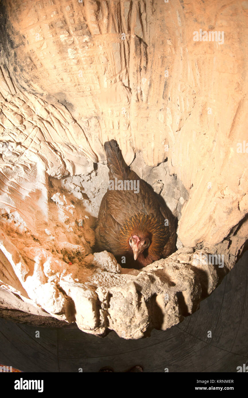 Red Jungle Fowl Hatching Eggs In A Hollow Nest Stock Photo Alamy