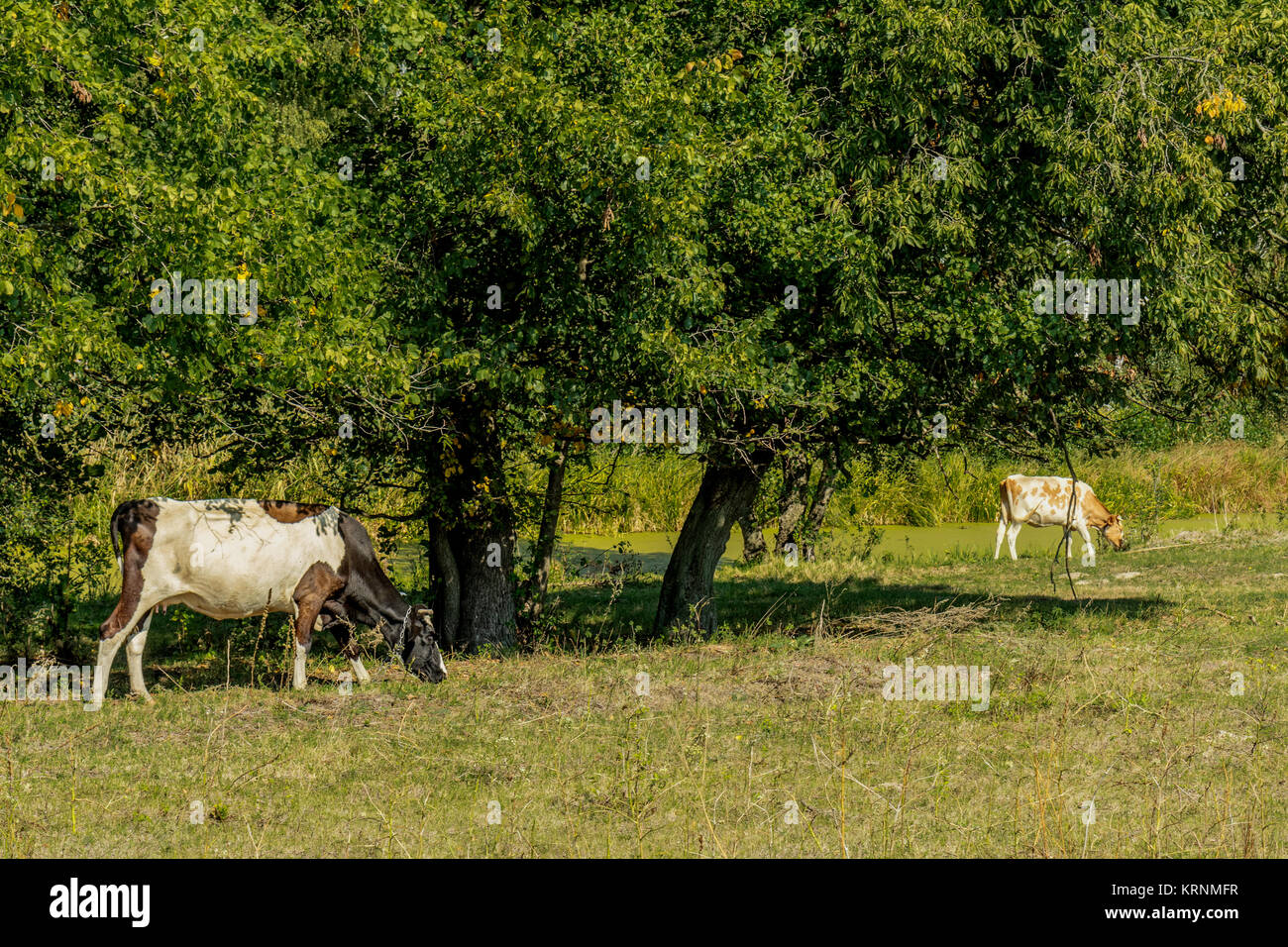 Cows grazing and resting on a pasture in the summertime Stock Photo - Alamy