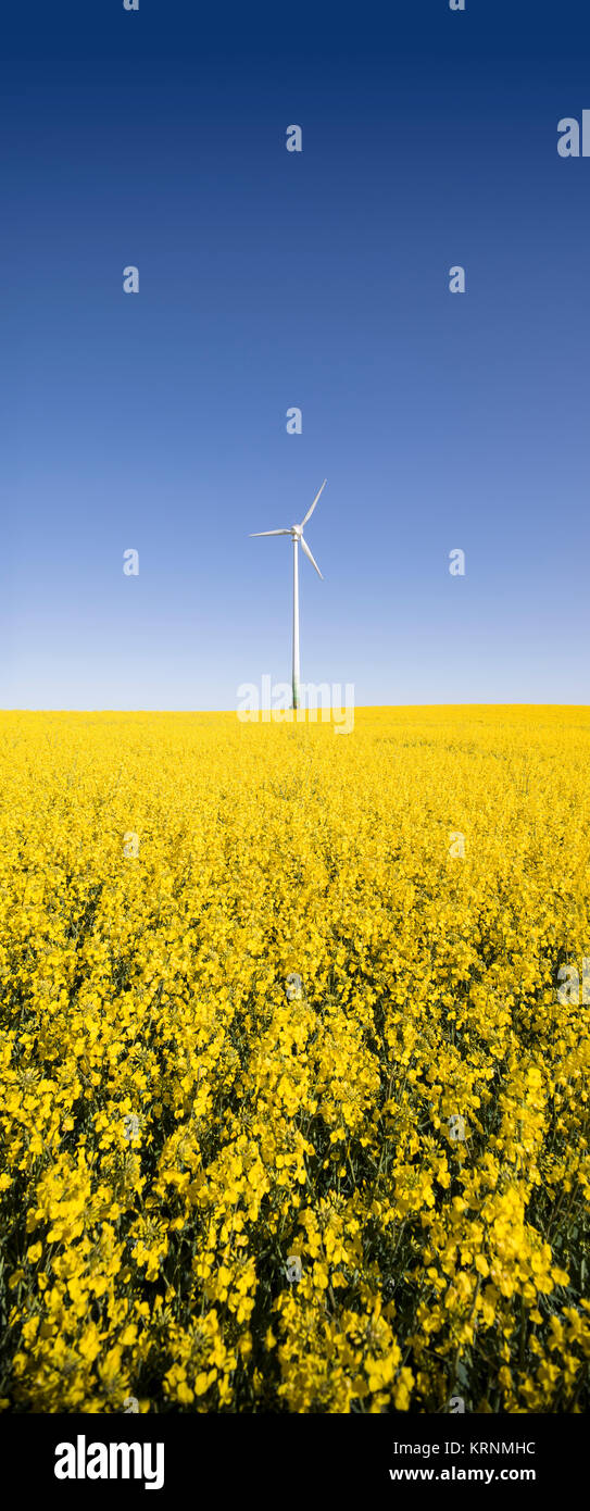 Landscape with wind turbine in yellow Canola rape seed field and clear ...
