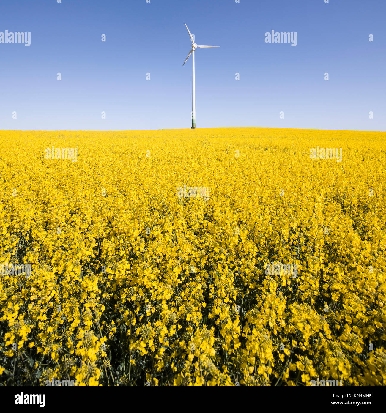 Landscape with wind turbine in yellow Canola rape seed field and clear ...