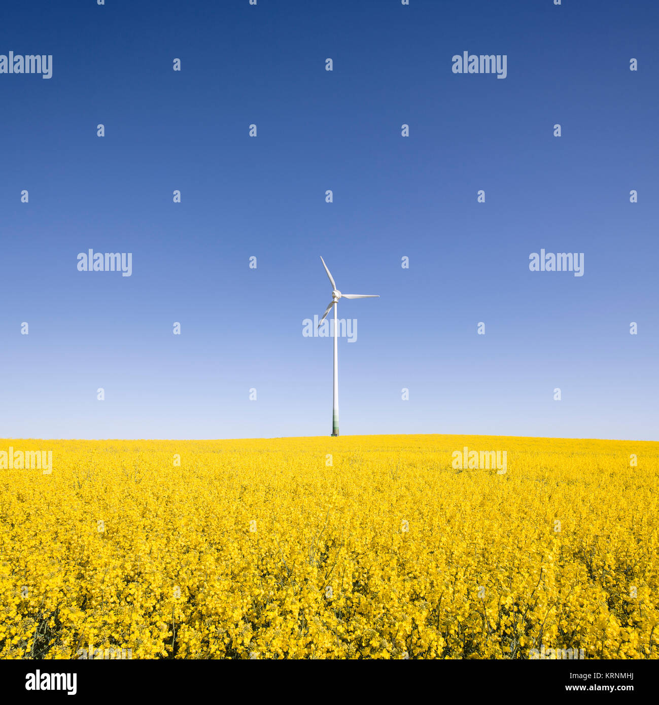 Landscape with wind turbine in yellow Canola rape seed field and clear ...