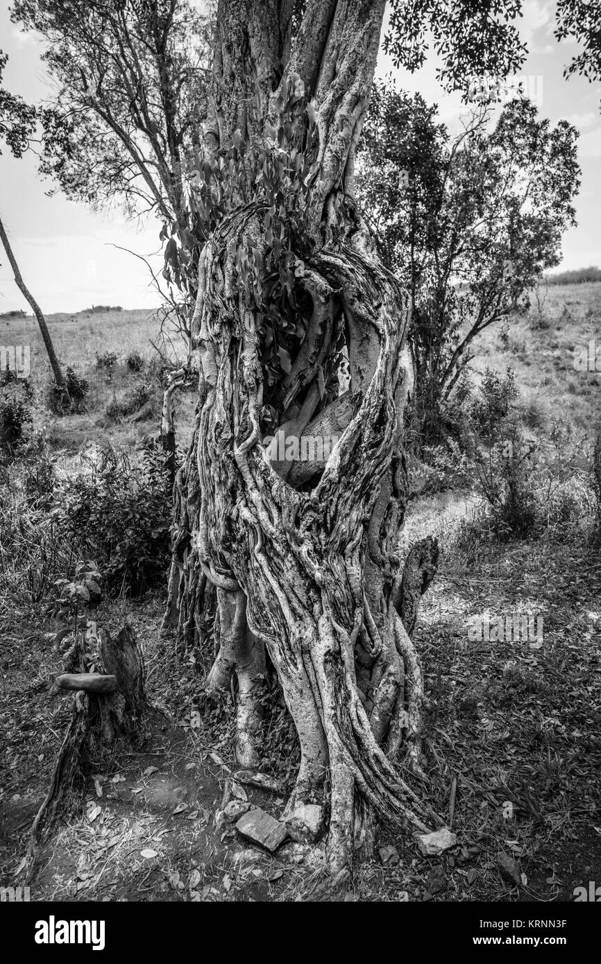 Hollow trunk of a gnarled old tree in Entim Camp, Masai Mara, Kenya Stock Photo