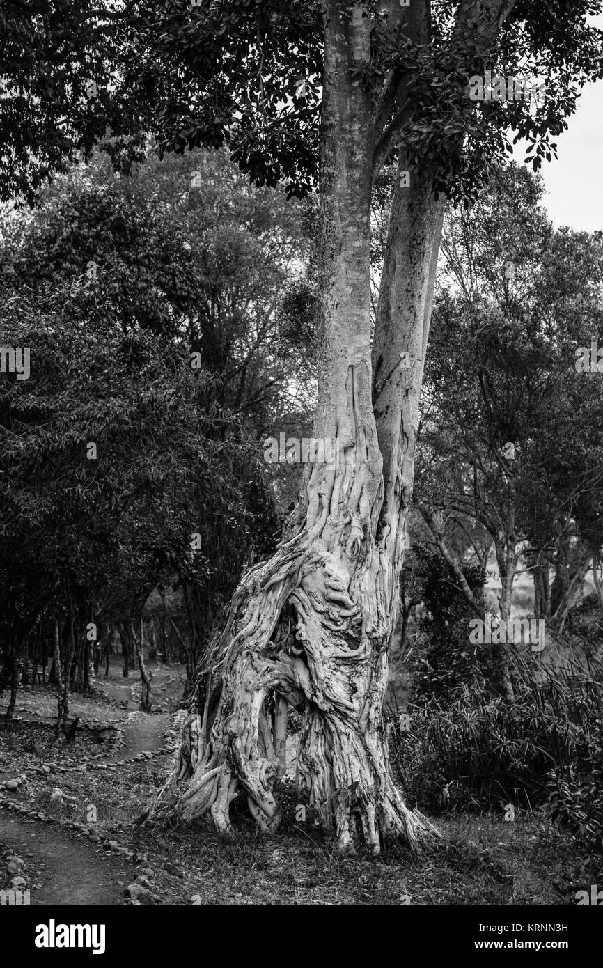 Old tree with gnarled hollow trunk, in Entim Camp, Masai Mara, Kenya Stock Photo