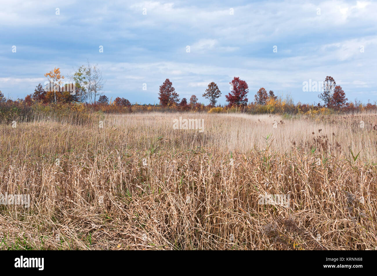 prairie grassland and oak savanna habitat at necedah wildlife refuge juneau county wisconsin Stock Photo