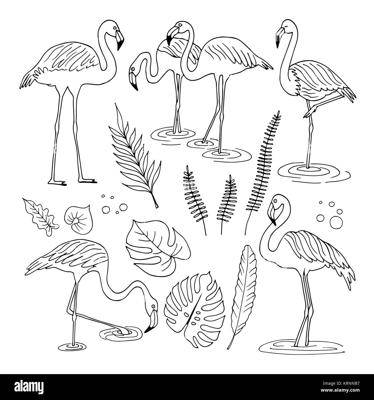 set of flamingo images Stock Vector Image & Art - Alamy