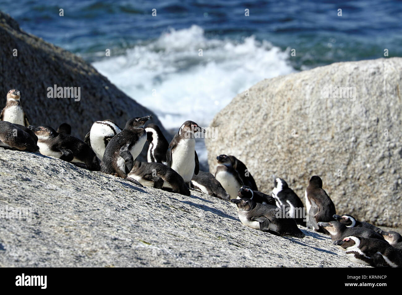 Penguins colony on Boulders Beach, Simon's Town near Cape Town, South Africa. Stock Photo