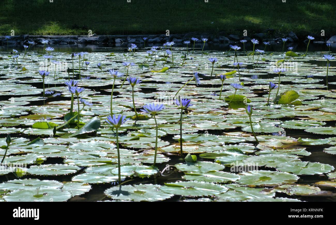 Purple waterlily flowers in freshwater pond. Waterlily flowers are native to the temperate and tropical climates. Stock Photo