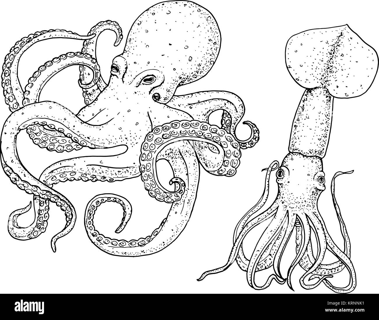 sea creature octopus and squid. calamari engraved hand drawn in old sketch, vintage style. nautical or marine, monster or food. animals in the ocean. template for logos, labels and emblems. Stock Vector