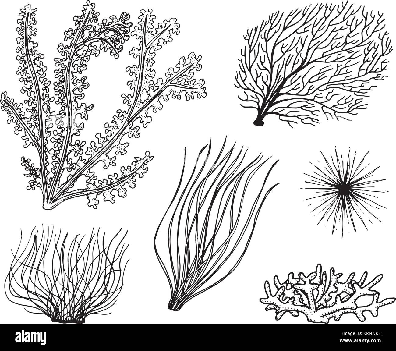 marine plants seaweed. vegetable life and food for fish. engraved hand drawn in old sketch, vintage style. nautical or sea greens, monster or fish. animals in the ocean Stock Vector Image & marine plants seaweed. vegetable life and food for fish. engraved hand drawn in old sketch, vintage style. nautical or sea greens, monster or fish. animals in the ocean Stock Vector Image &