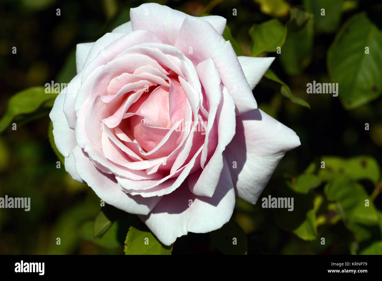 Page 12   A Hundred Roses High Resolution Stock Photography and ...