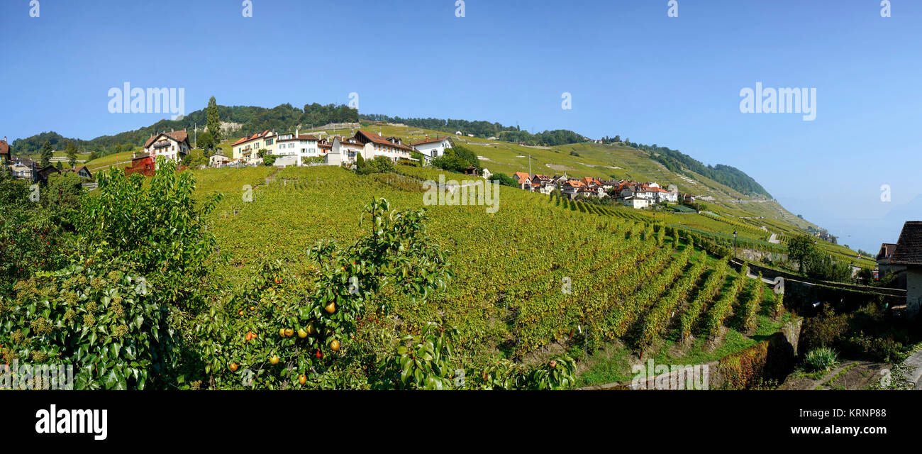 Epesses, Vineyards , Lavaux region, Lake Geneva, Swiss Alps,  Switzerland Stock Photo