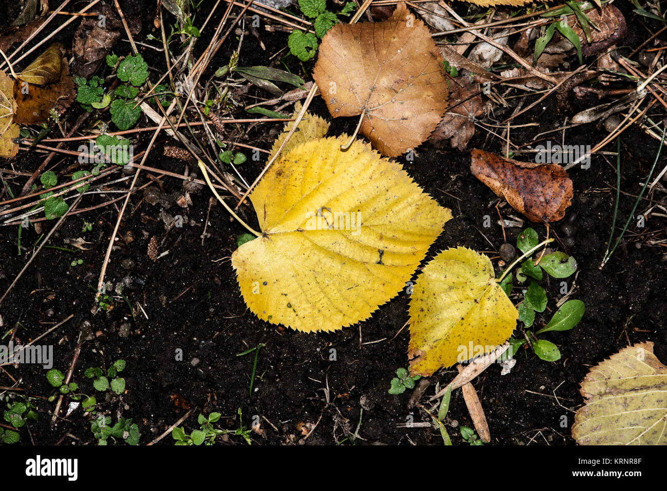 Golden autumn leaves frame serene hi-res stock photography and images ...