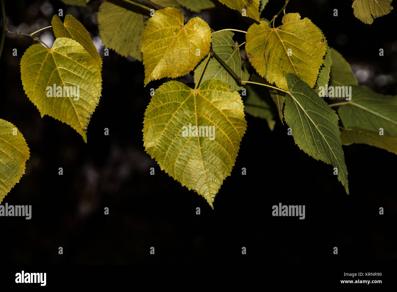 Golden autumn leaves frame serene hi-res stock photography and images ...