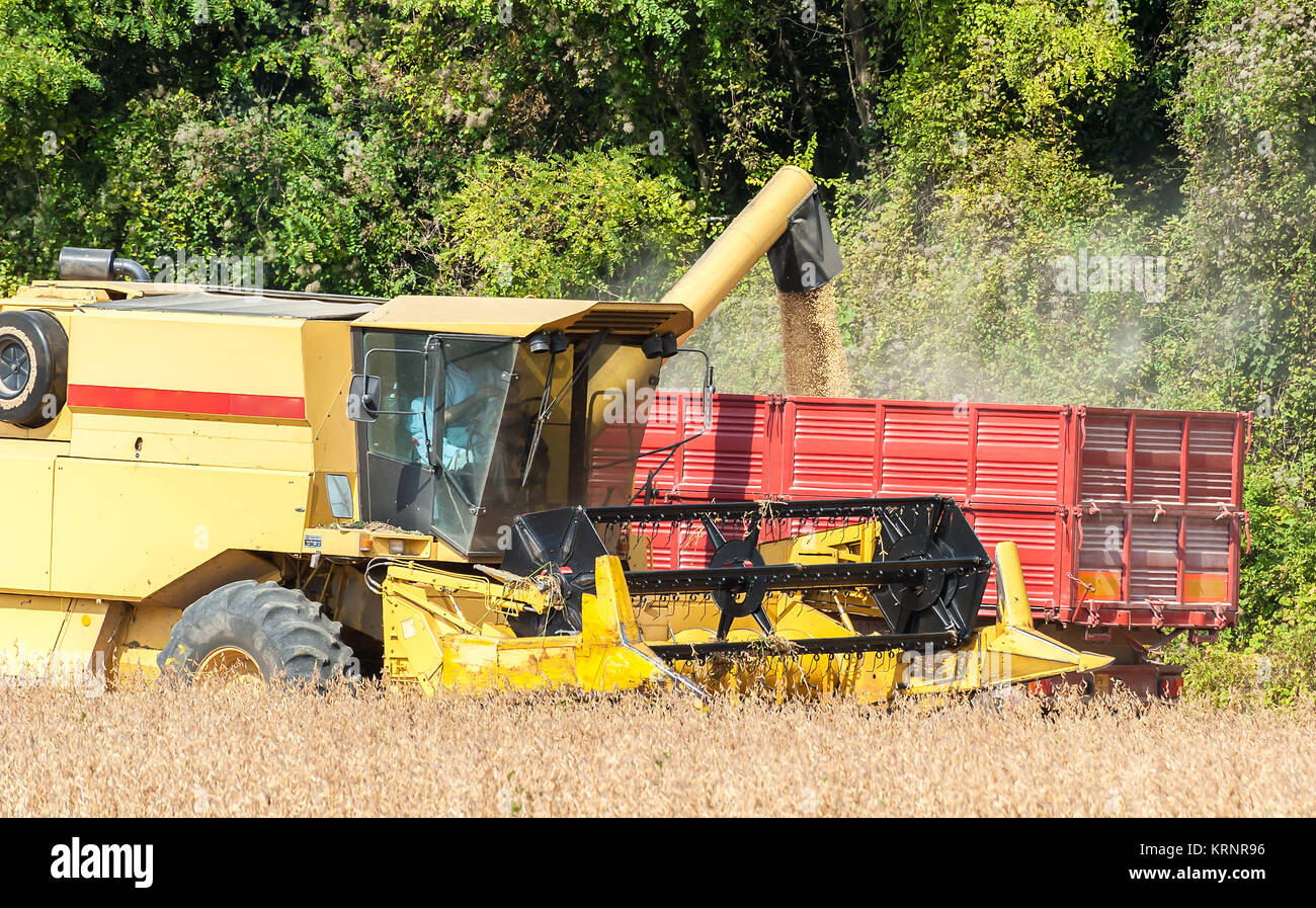 Combine harvester and tractor trailer Stock Photo Alamy