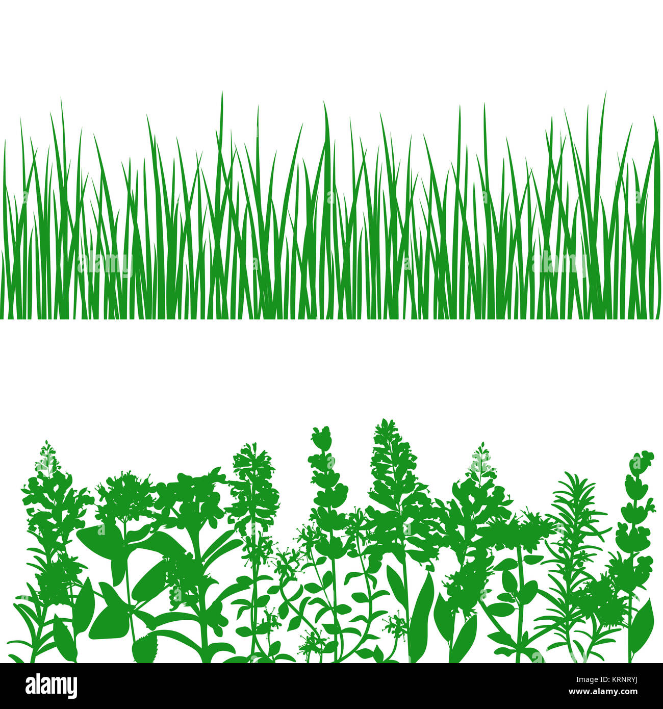 Grass and plants detailed silhouettes on white. Stock Photo