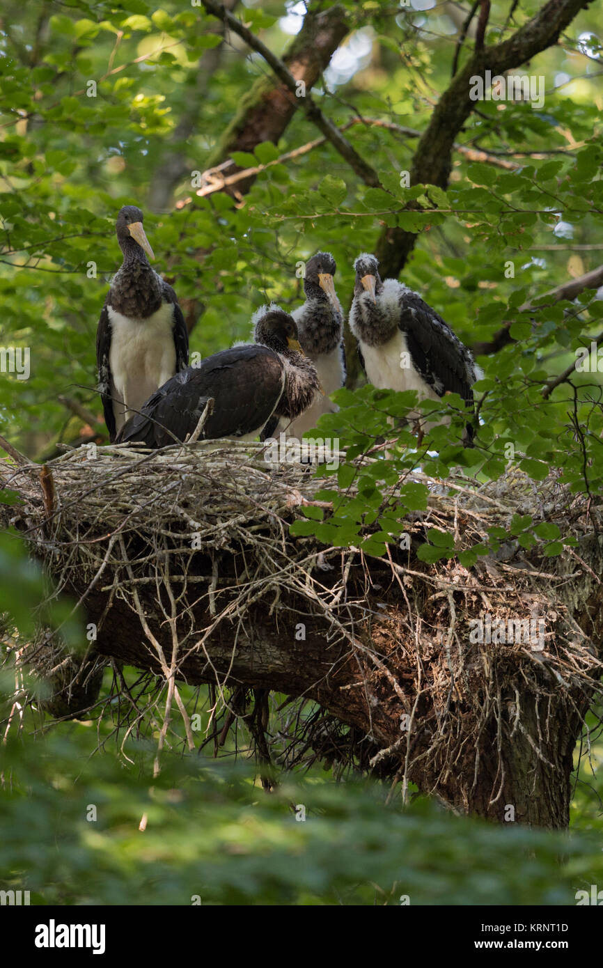 Black Stork / Schwarzstorch ( Ciconia nigra ), young chicks resting in their nest, hidden in a treetop of a beech, almost fledged, wildlife, Europe. Stock Photo