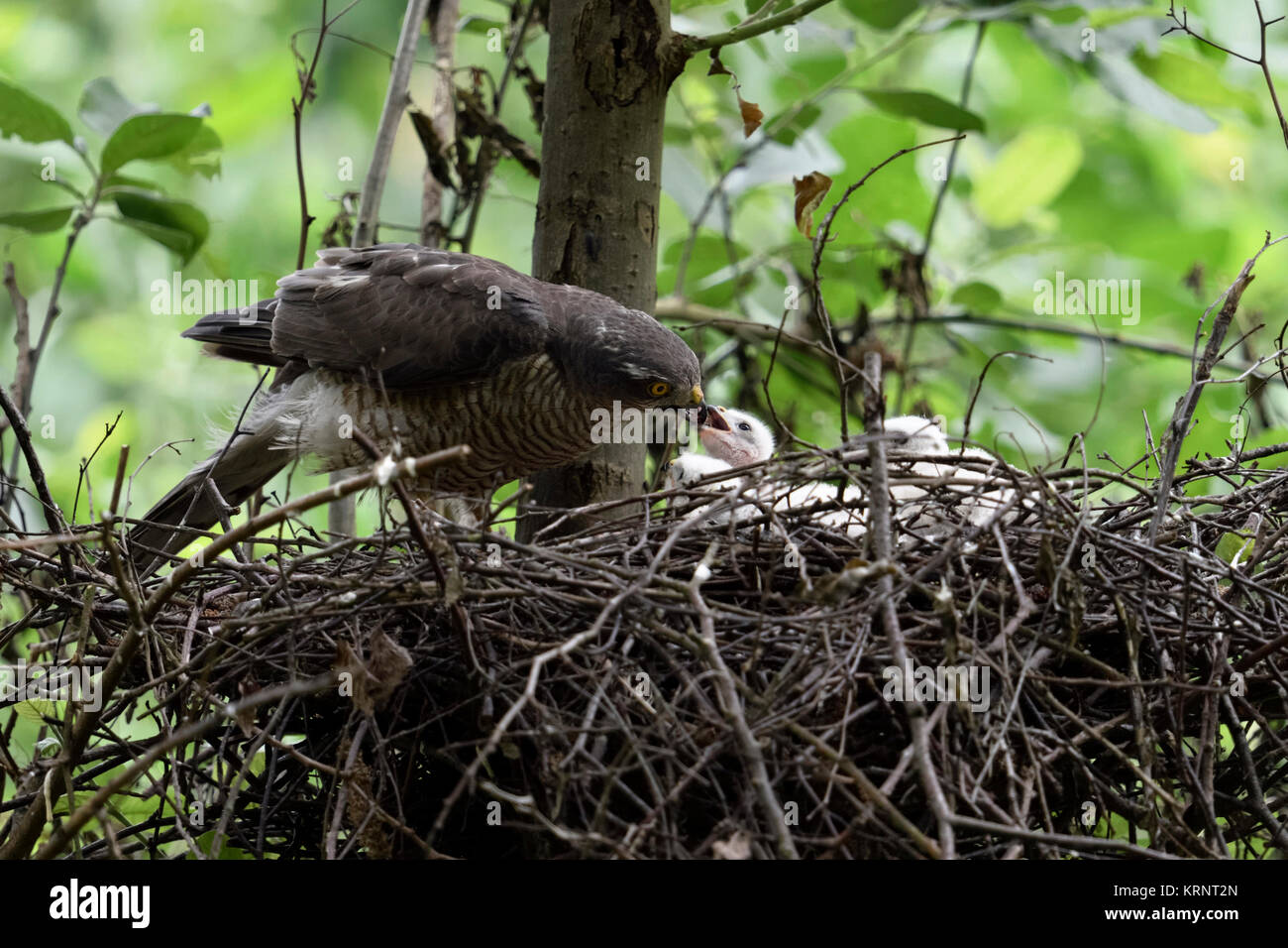 Sparrowhawk / Sperber ( Accipiter nisus ), caring female feeding its freshly hatched chicks, wildlife, Europe. Stock Photo