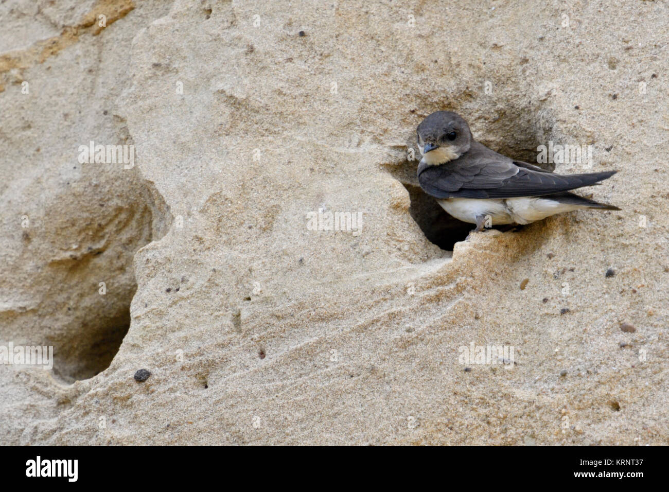 Sand Martin / Bank Swallow / Uferschwalbe ( Riparia riparia) sitting at its nest hole, in a sand cliff of a river bank, wildlife, Europe. Stock Photo