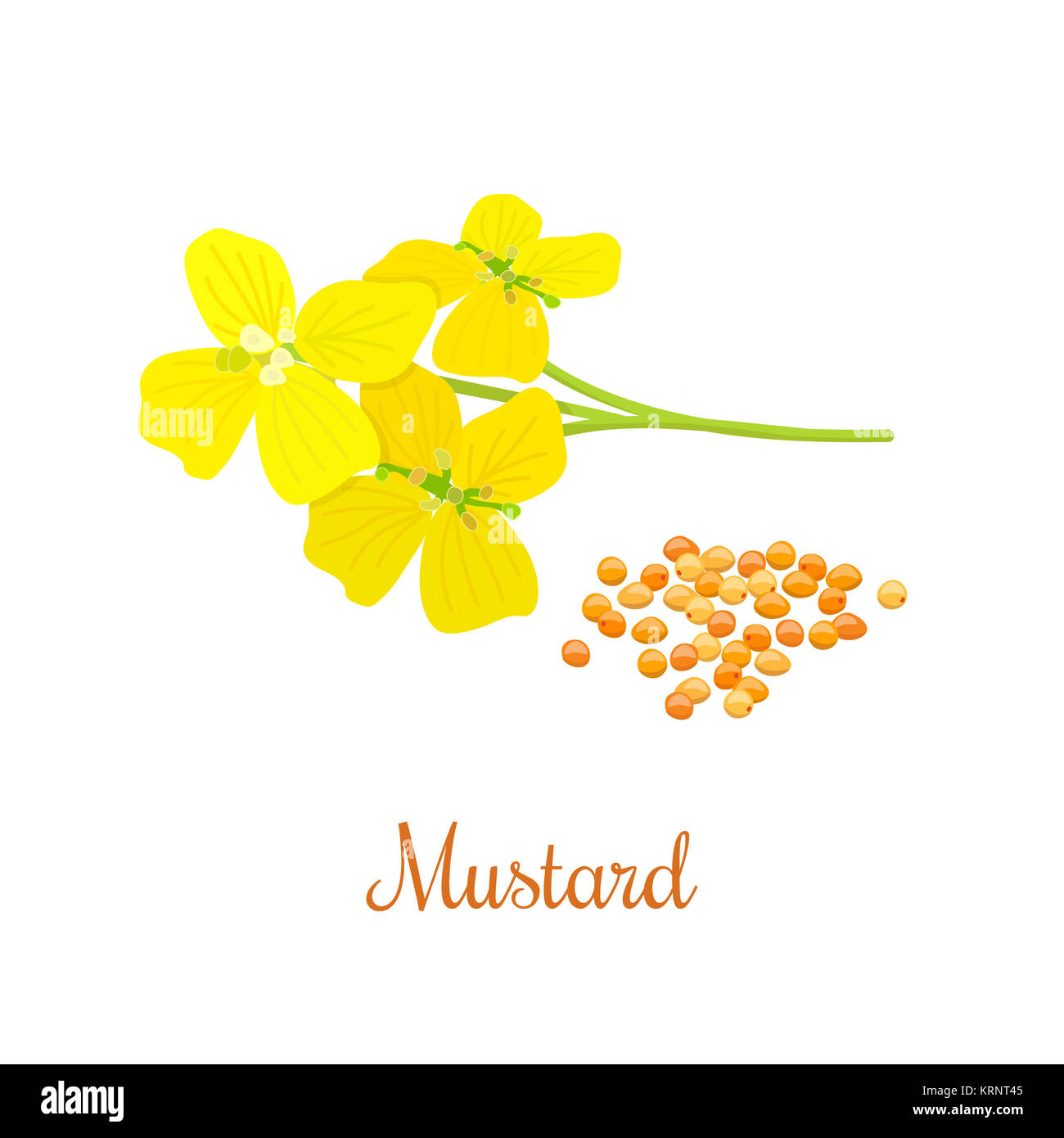 Mustard flower and seeds Stock Photo Alamy