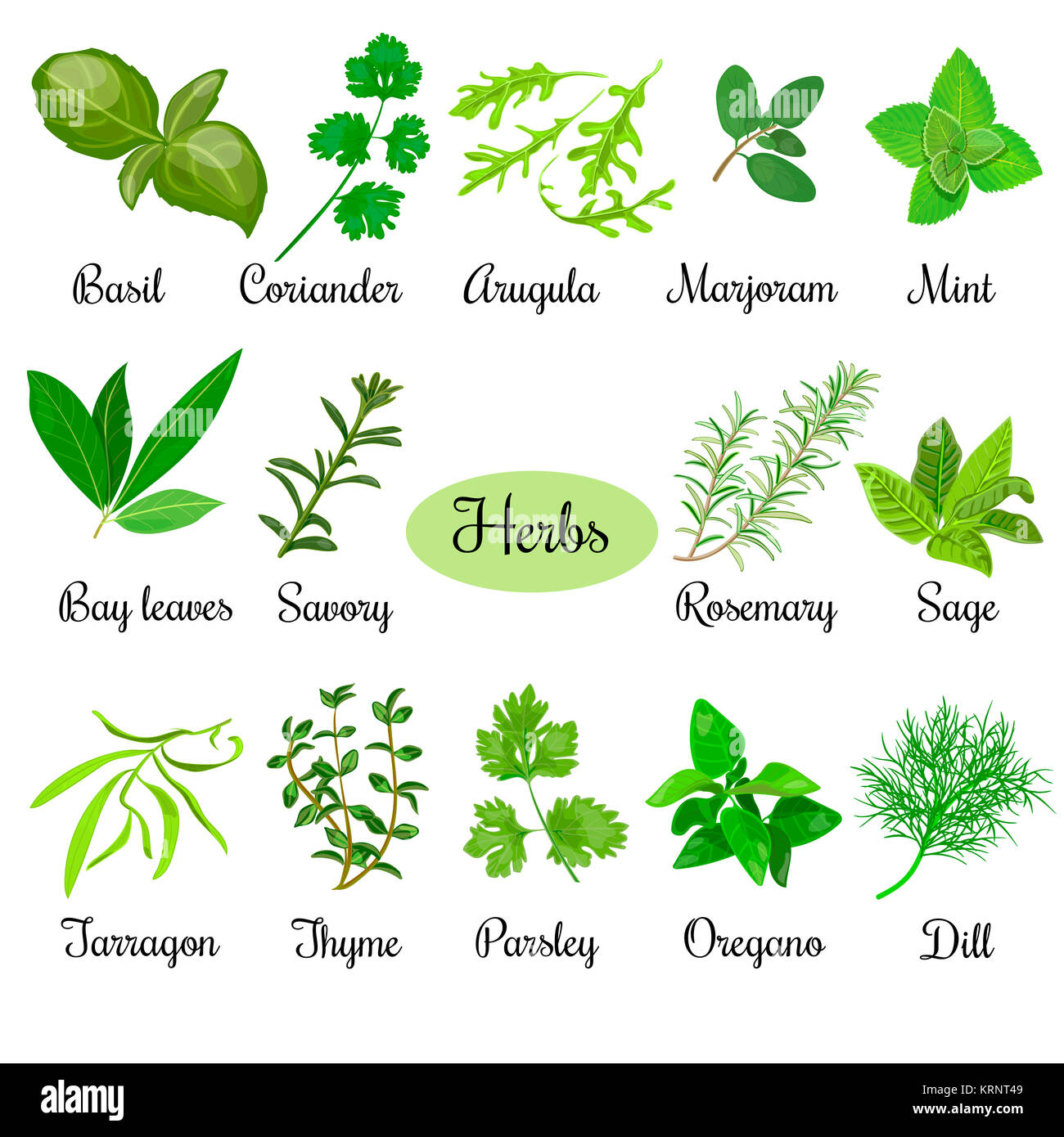 List Of Raw Culinary Herbs High Resolution Stock ... on {keyword}