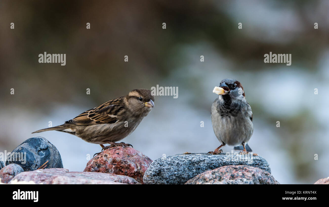 Mr and Mrs House Sparrow on the rocks with a nice bokeh in the background Stock Photo