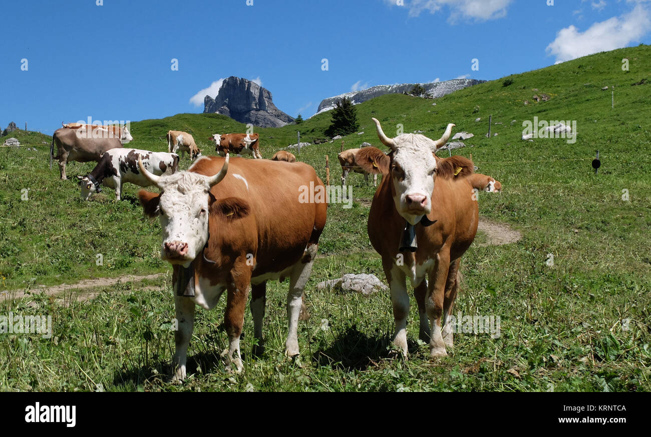 cows au of alm Stock Photo - Alamy