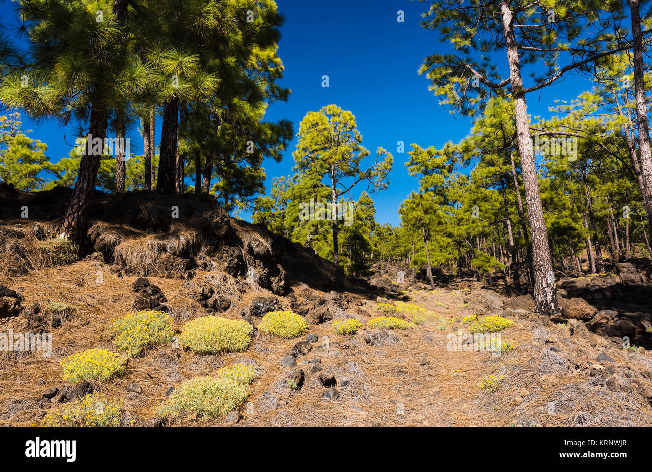 Native Canarian pine forest (Pinus canariensis) with abundant Tenerife bird's foot trefoil (Lotus campylocladus) in flower in springtime near Chio Stock Photo