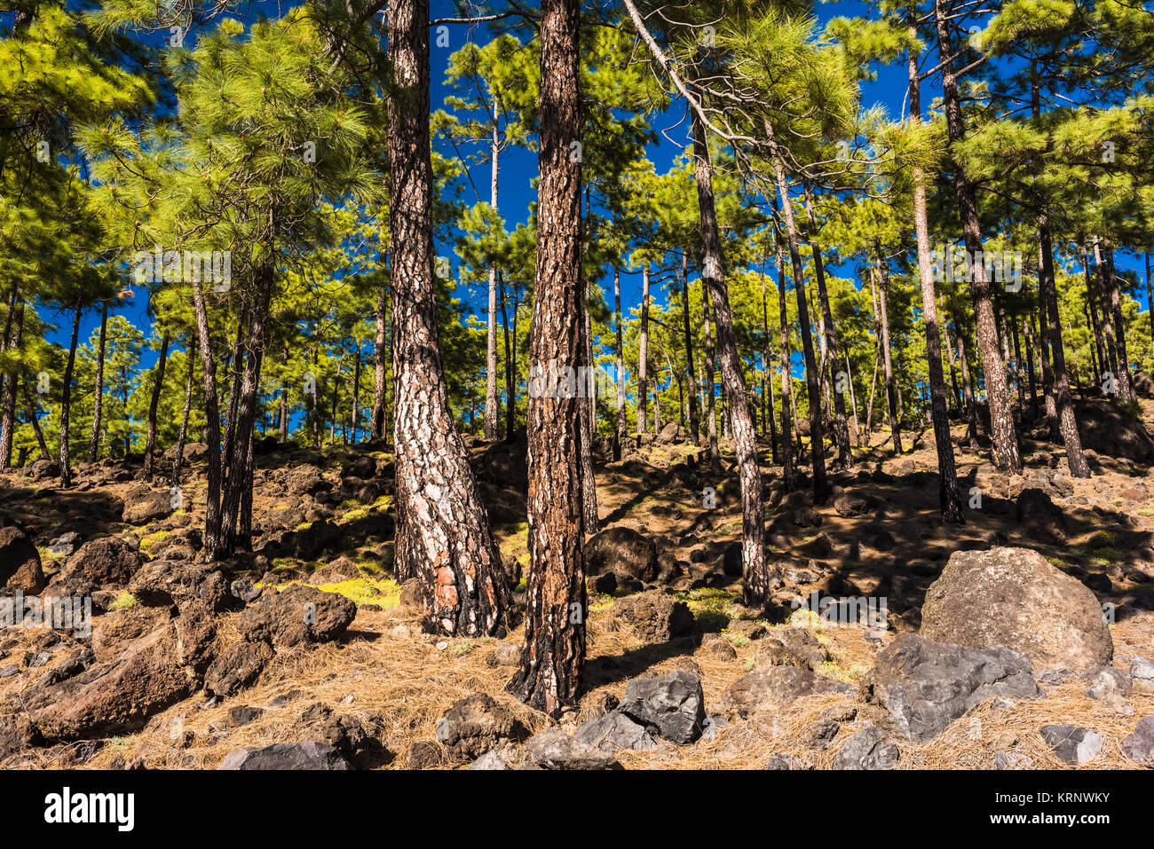 Native Canarian pine forest (Pinus canariensis) with abundant Tenerife bird's foot trefoil (Lotus campylocladus) in flower in springtime near Chio Stock Photo