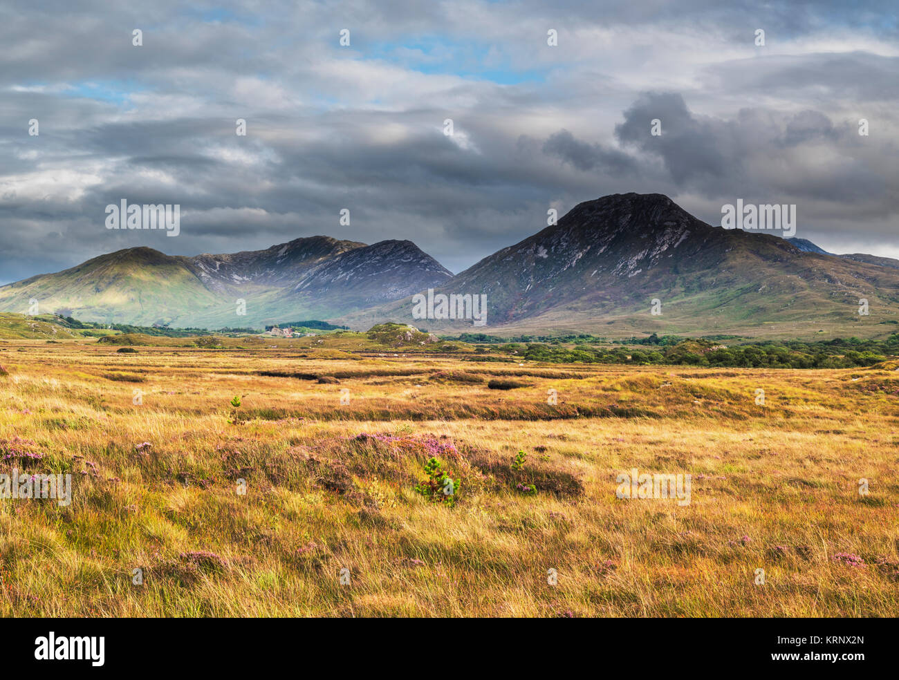 View across bog towards the Twelve Bens (Beanna Beola) mountain range of Connemara, from outside the village of Letterfrack, County Galway, Ireland Stock Photo
