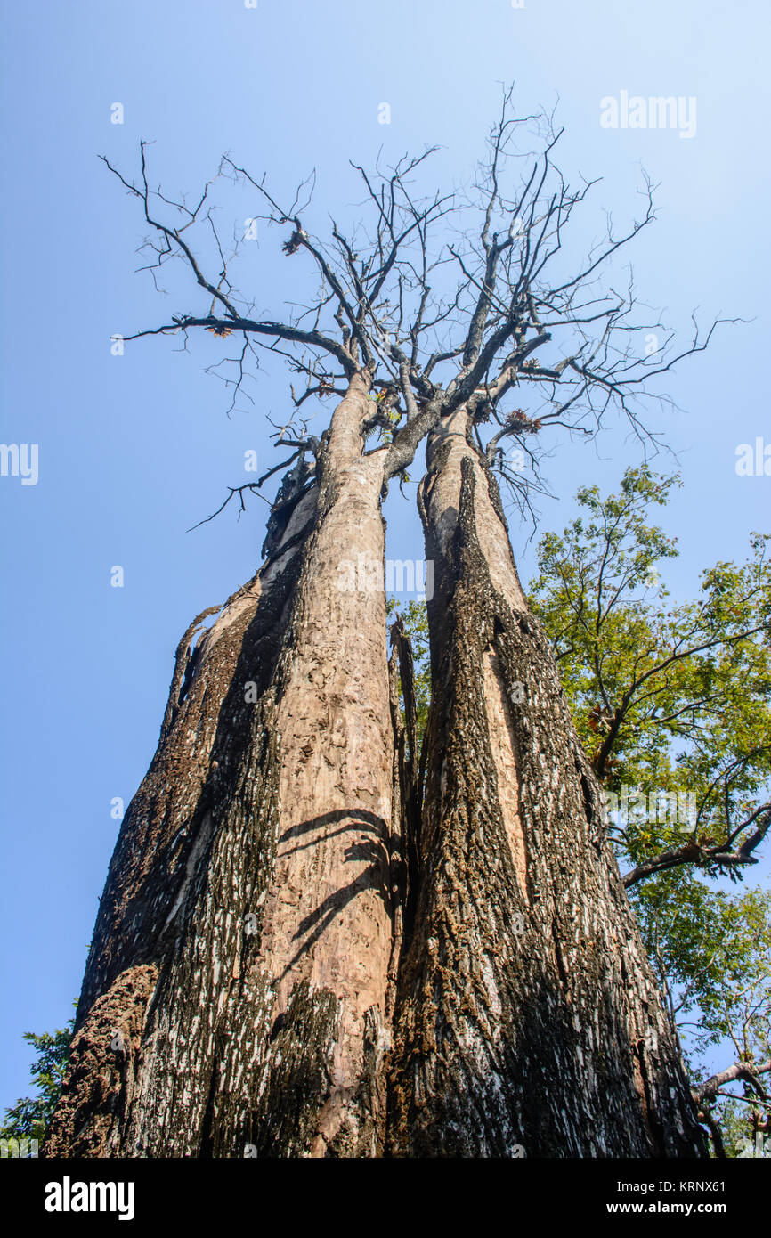photo of dry tree with blue sky Stock Photo - Alamy