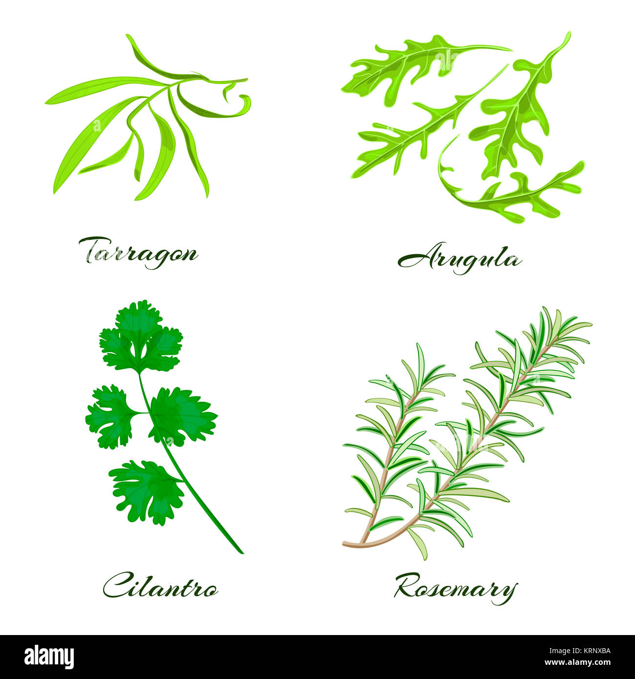 Herbs. Tarragon, arugula, cilantro or coriander, rosemary Stock Photo