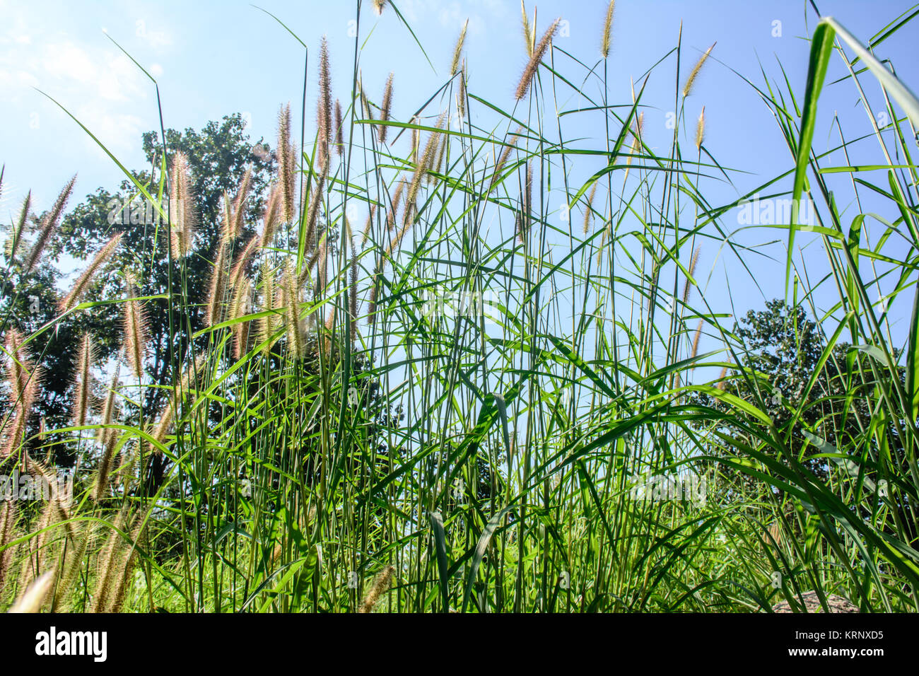 Broom straw grass hires stock photography and images Alamy