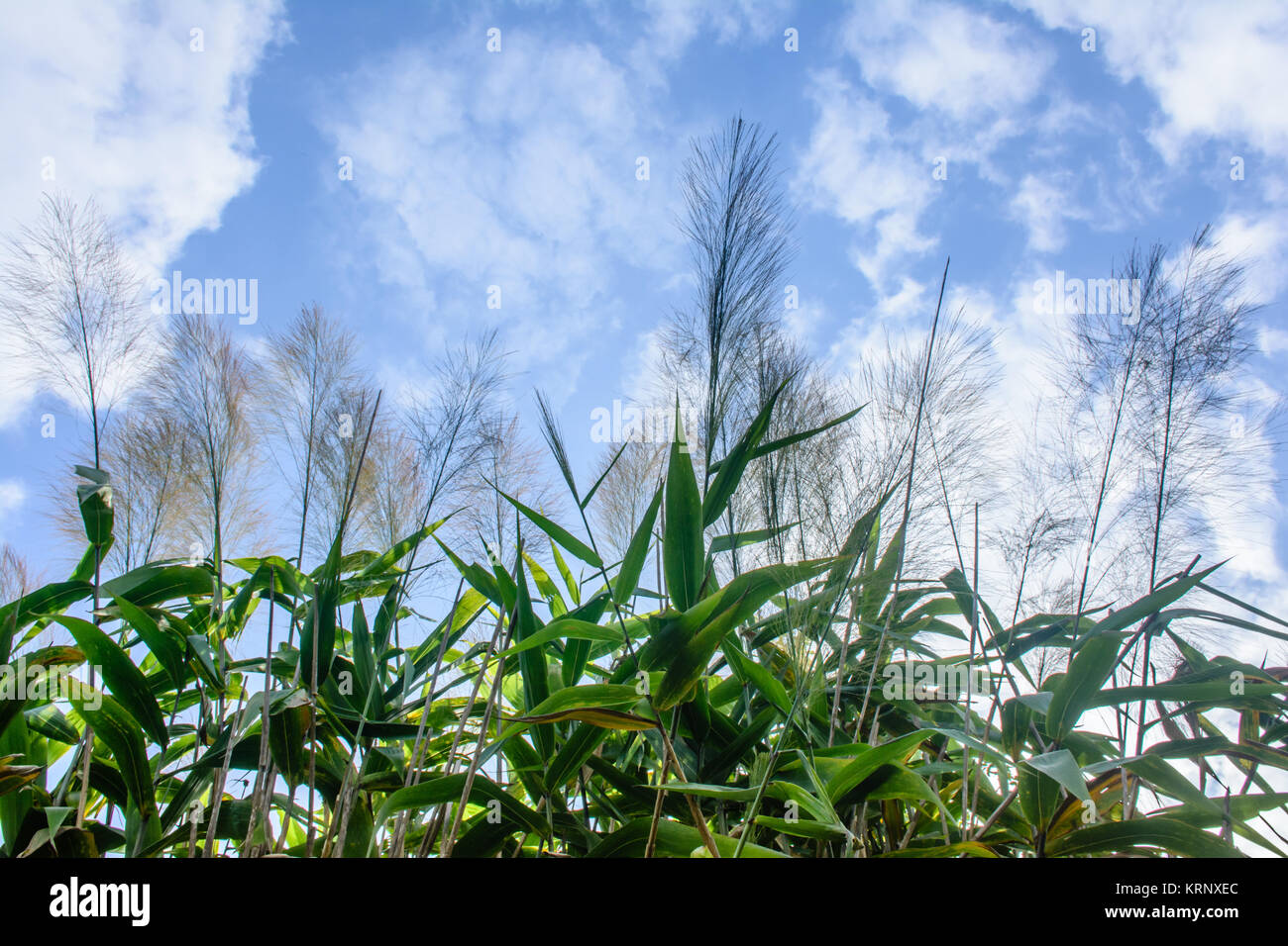 long broom grass plants, with blue sky background Stock Photo Alamy