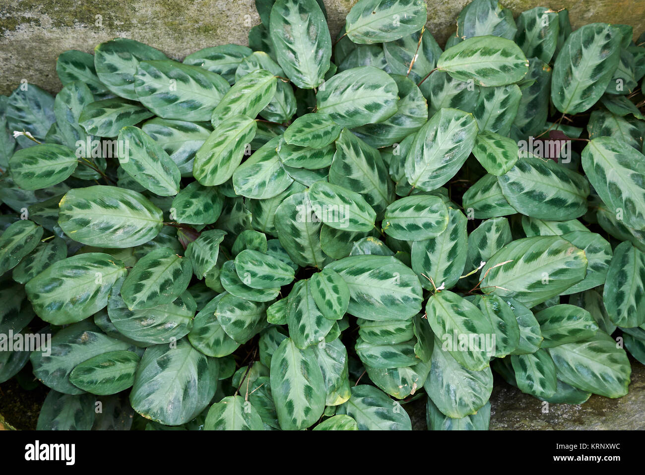 Maranta bicolor hi-res stock photography and images - Alamy